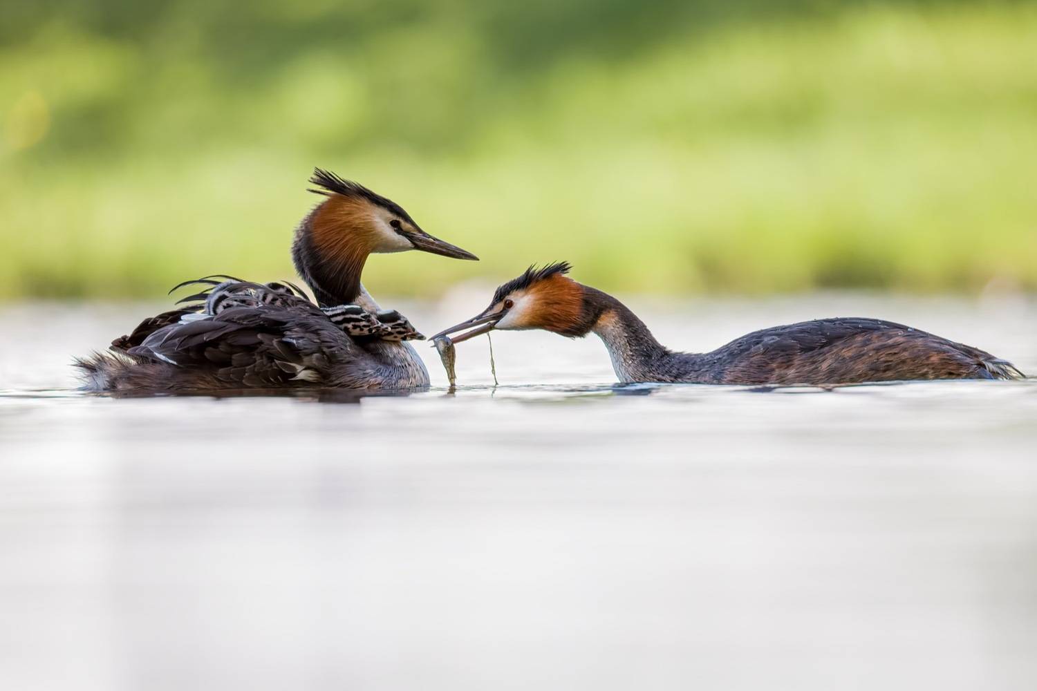 чомга, птенцы, птицы, поганка, большая поганка, Ruslan Pl