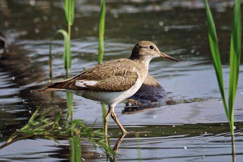 Кулик-перевозчик