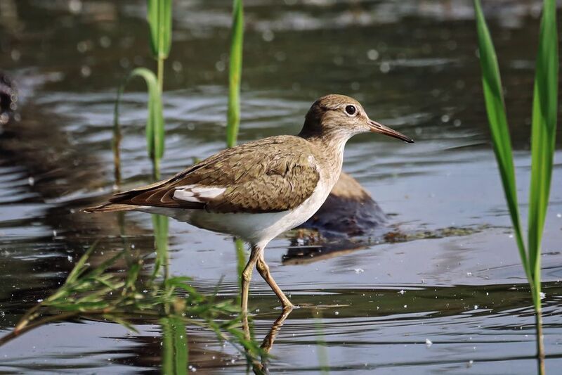кулик, птицы, озеро Кулик-перевозчик фото превью