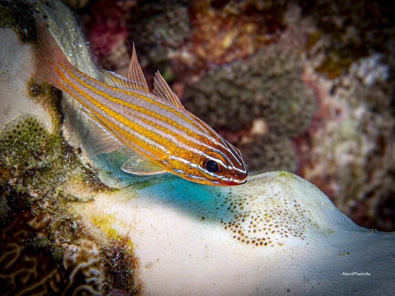 Кардинал в полоску) фото превью