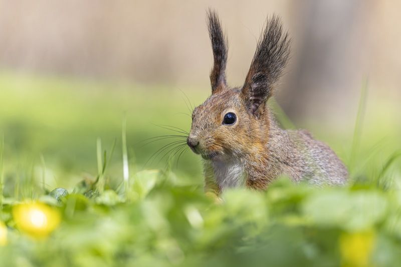 белка, белочка  фото превью