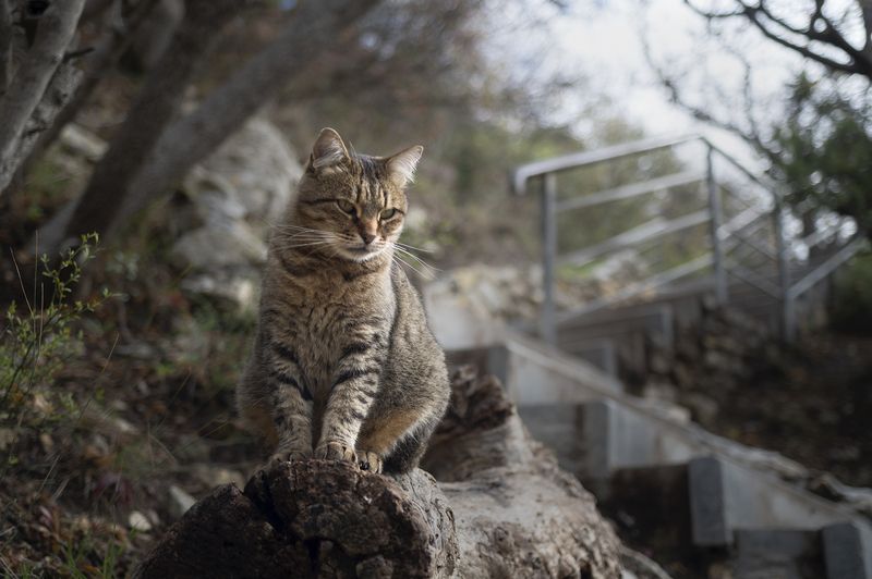 крым, кот, кошка, мыс фиолент, яшмовый пляж Кот, который гуляет сам по себе фото превью