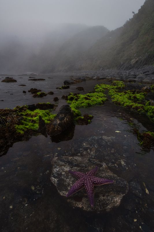 владивосток, приморский край, бухта тунгус, японское море, морская звезда бухта Тунгус. Приморский край фото превью