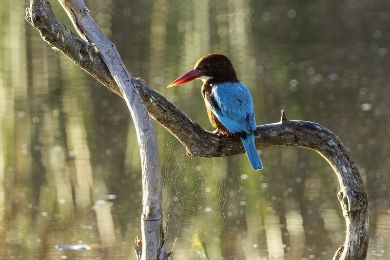 Красноклювая альциона. фото превью