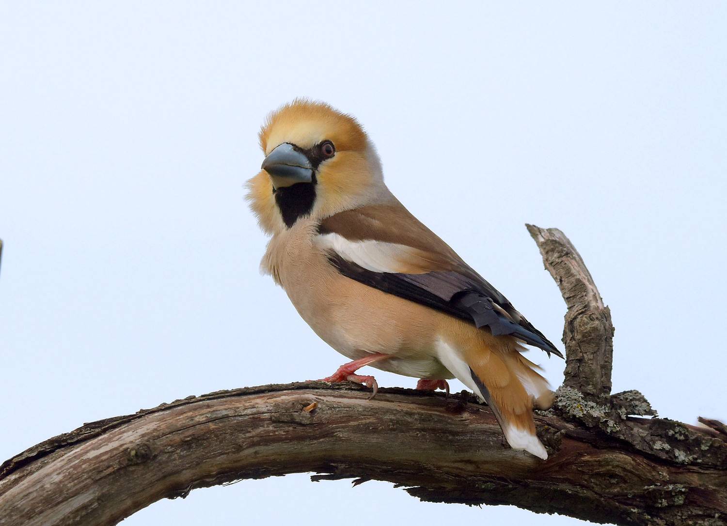 , Белоусов Михаил