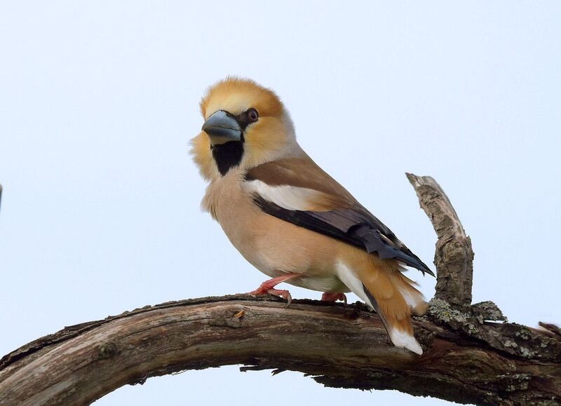 Птичий лев фото превью