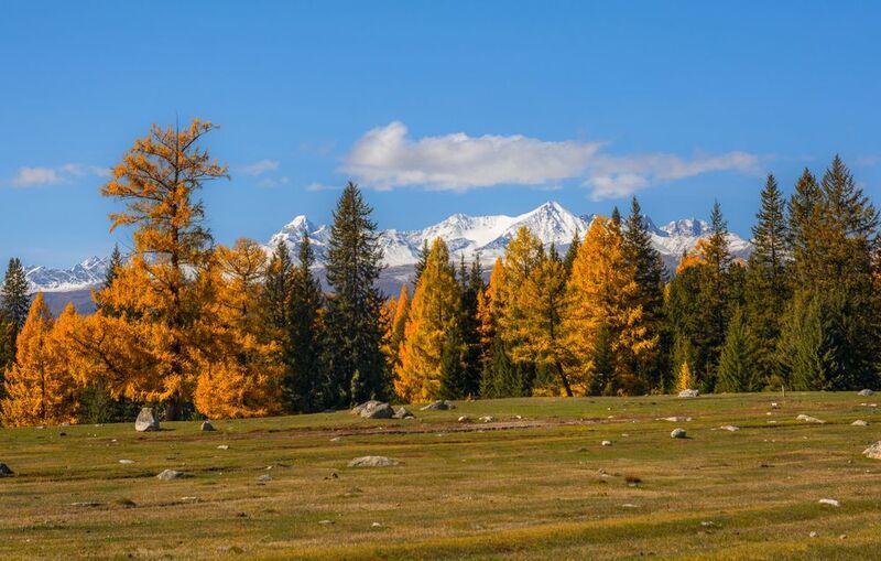 россия, горный алтай, осень Хвойное разноцветье фото превью