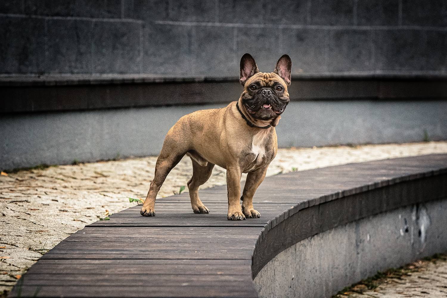 , Елена Самусенкова