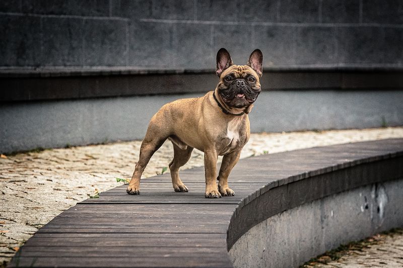 Нильс фото превью