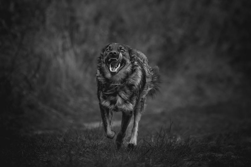 Кузя в поиске дома фото превью