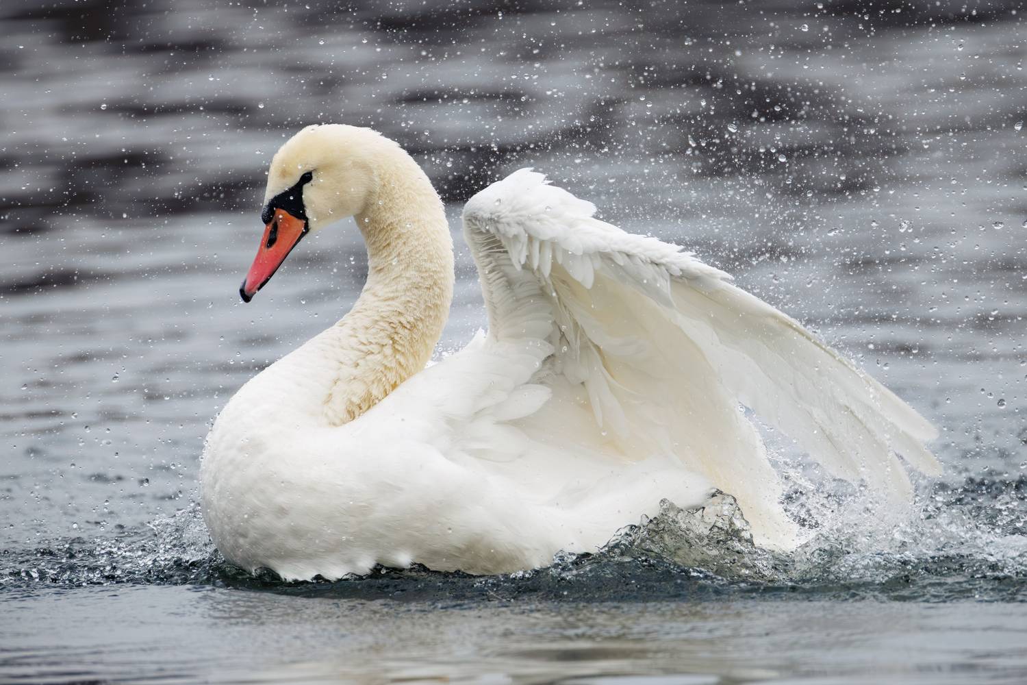 , ssmirs Сергей