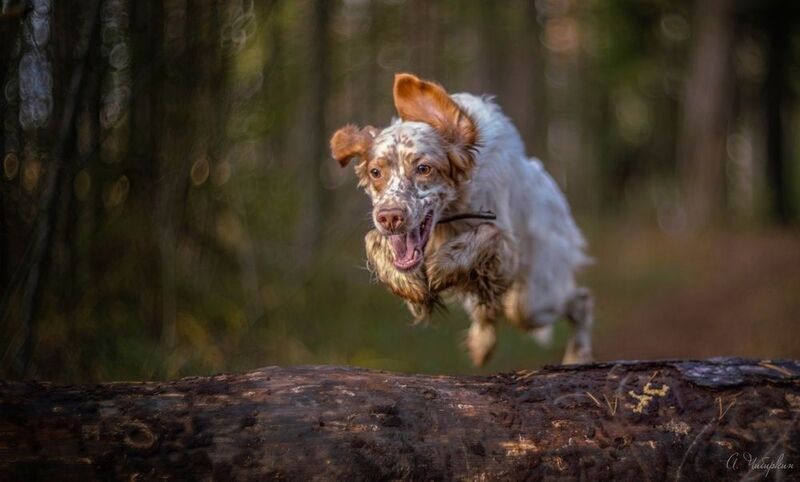 английский, сеттер, движение, полет, бег Летучие собаки фото превью
