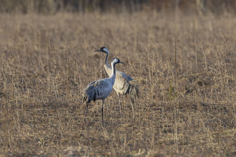 серый журавль, журавль, птицы Серые журавли фото превью