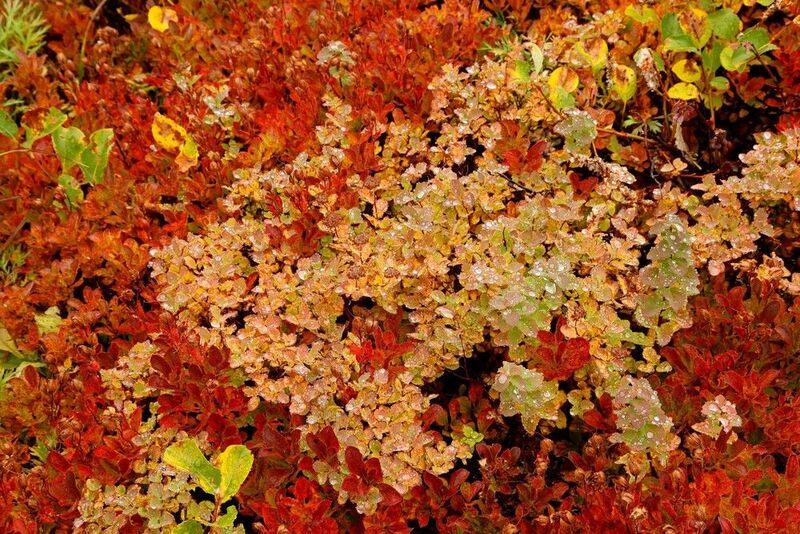 камчатка, тундра, растения, флора, осень Краски осени низкорослой Камчатки фото превью