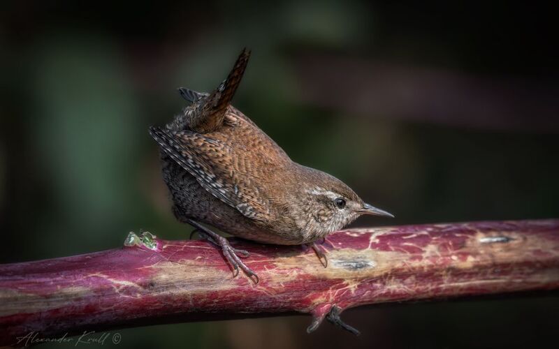 крапивник, подкоренник, орешек, задерихвост, troglodytes troglodytes Озорной фото превью