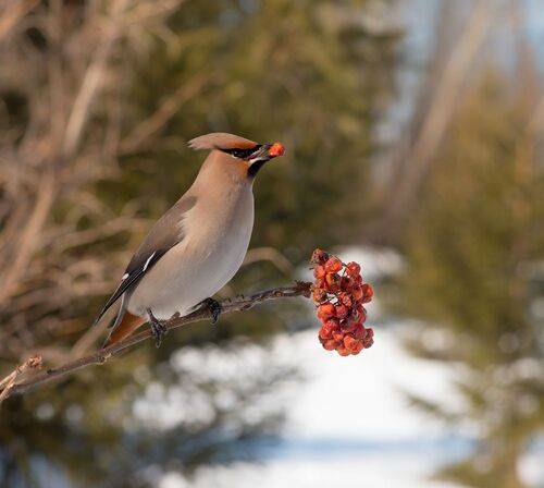 Свиристель