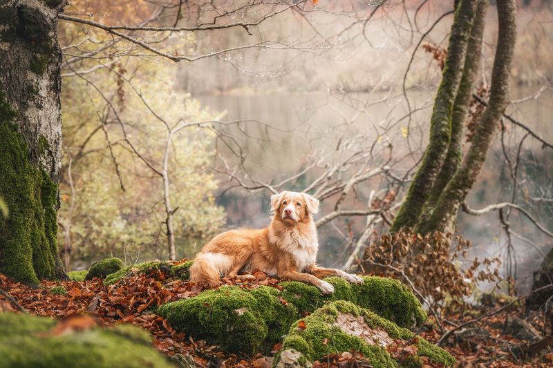 The Fairytale Forest фото превью
