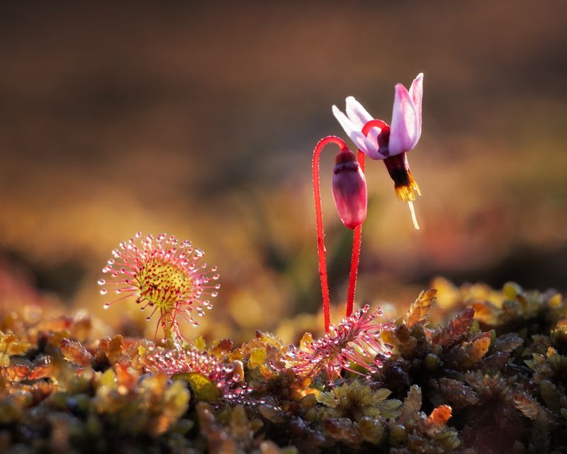 болота, болталенобласти, ленобласть Сезон цветения на болотах фото превью