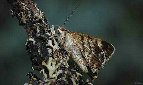 Ленточница пёстрая