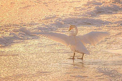 Утренняя гимнастика