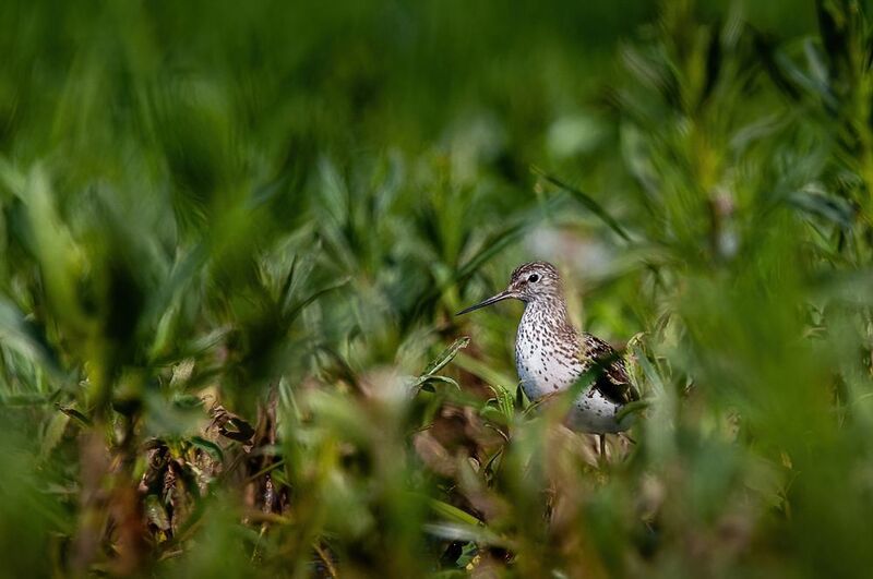 поручейник, кулик, птица поручейник фото превью
