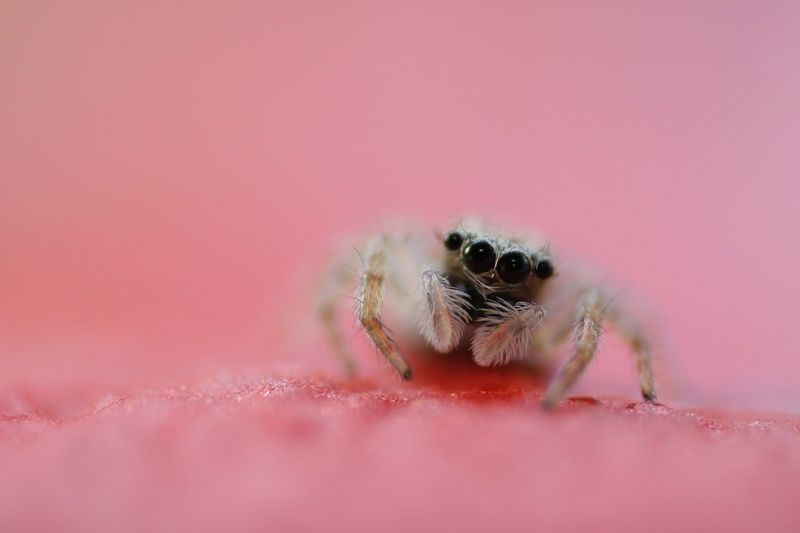 Jumping Spider фото превью