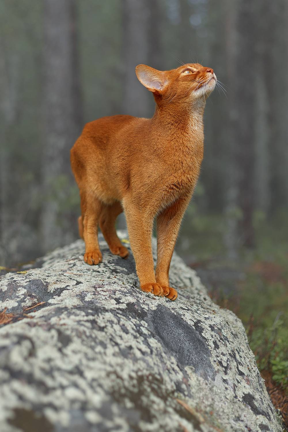 , Елена Михайлова