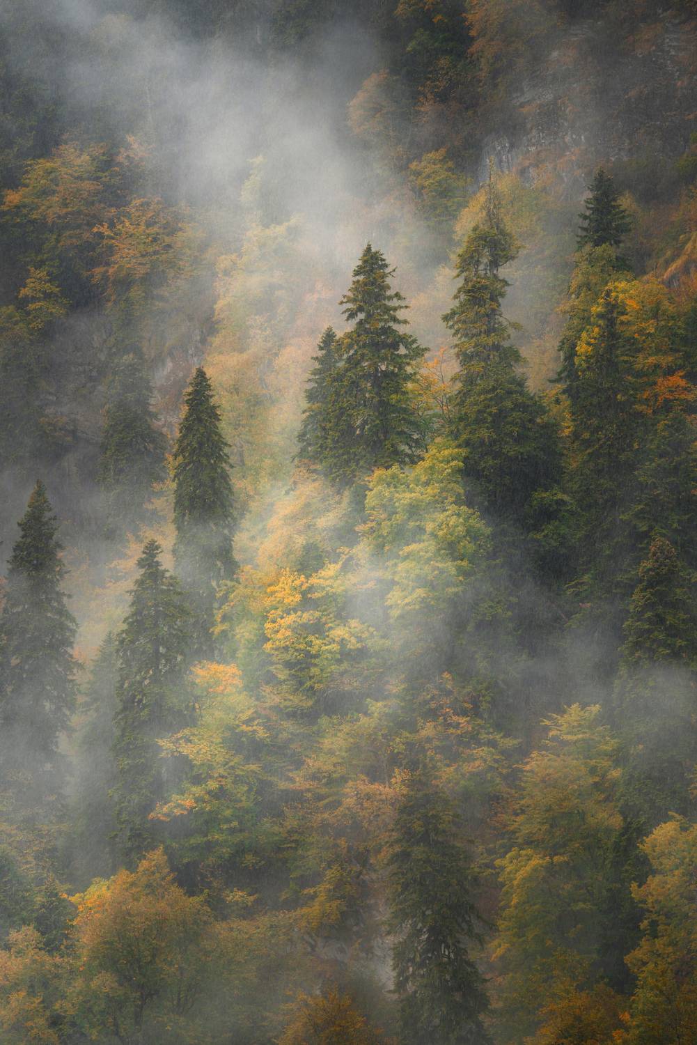 лес, дождь, туман, горы, осень, красная поляна, Растворов Игорь