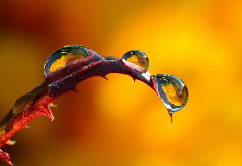 Макро, вода, солнце, свет, растение, Просто макро. фото превью