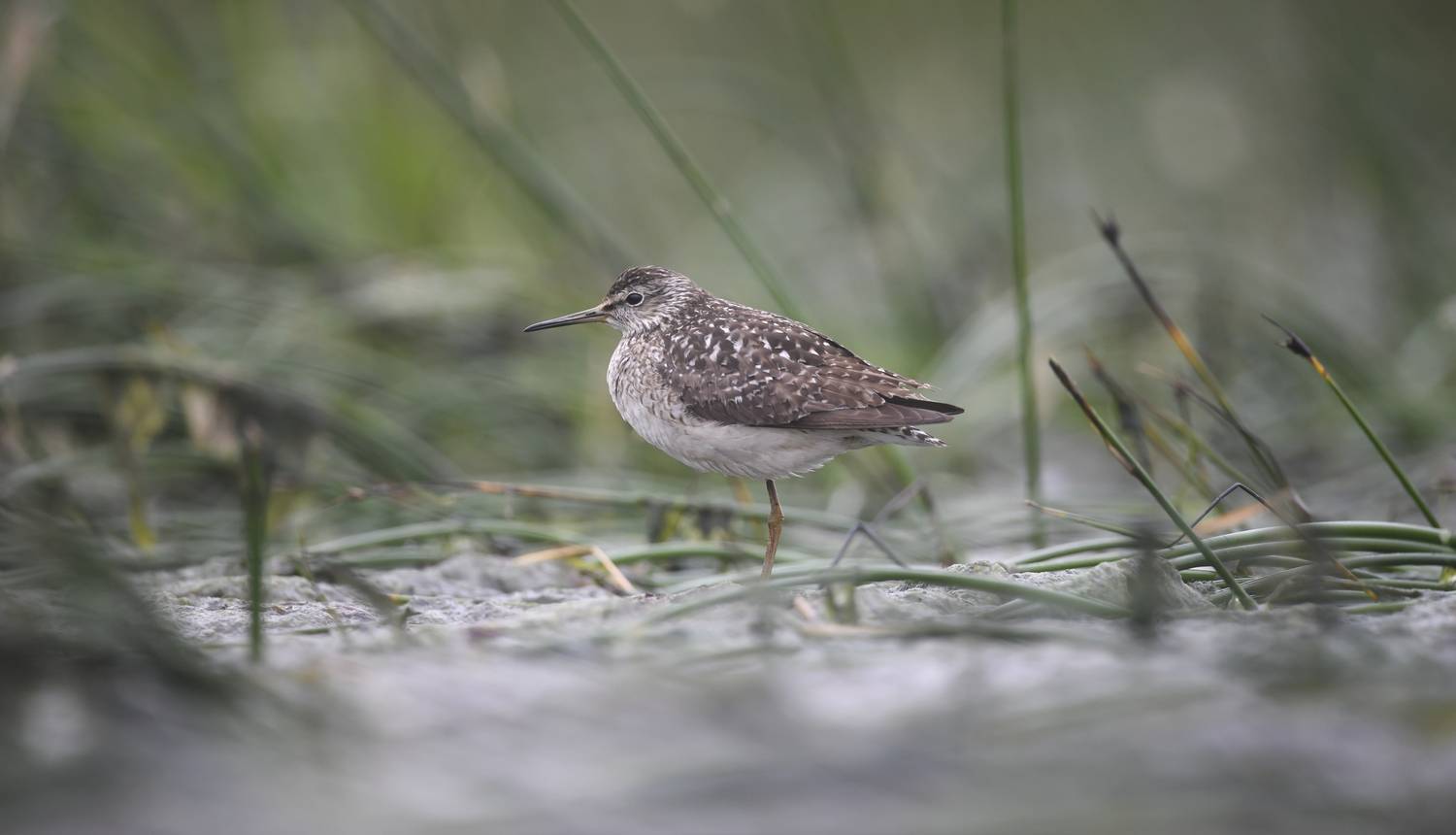 кулик, фифи, финский залив,  пасмурно, птица, bird, birds, wildlife, nature,  природа, snipe,, Дмитрий Федорако