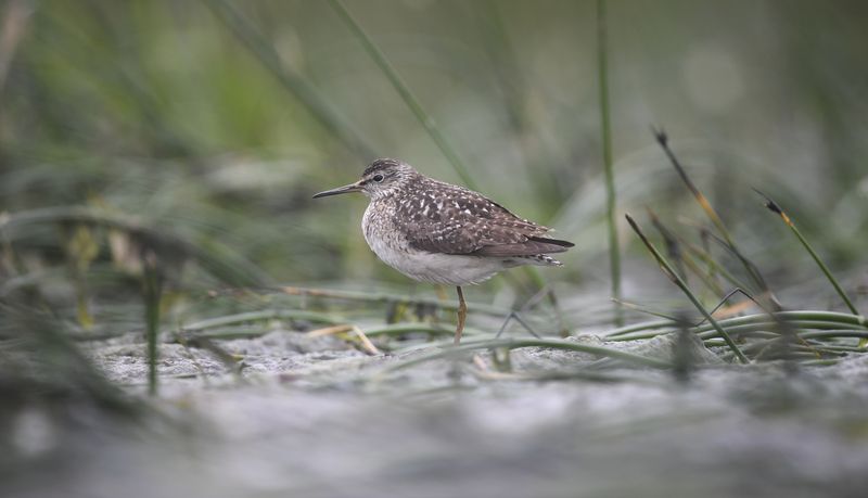 кулик, фифи, финский залив,  пасмурно, птица, bird, birds, wildlife, nature,  природа, snipe, В тишине фото превью