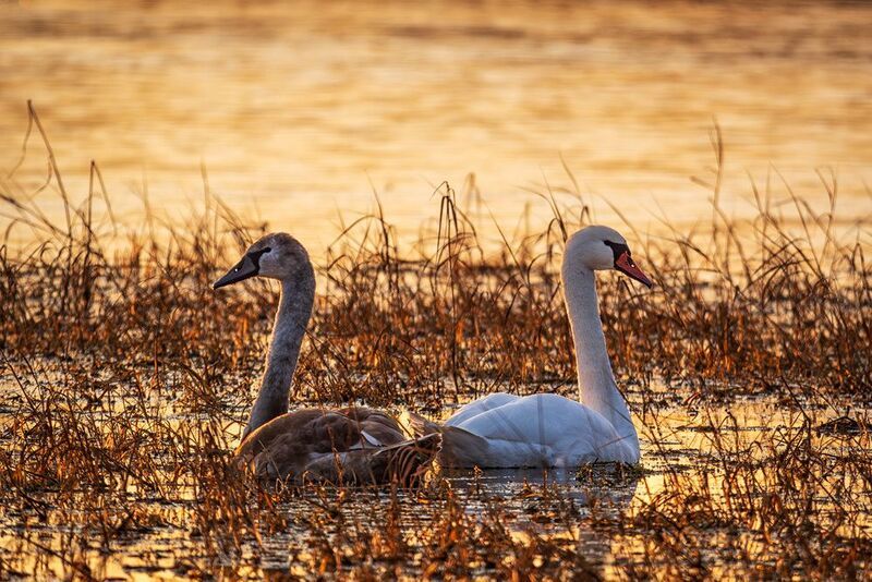 Один белый другой серый, два веселых лебедя фото превью