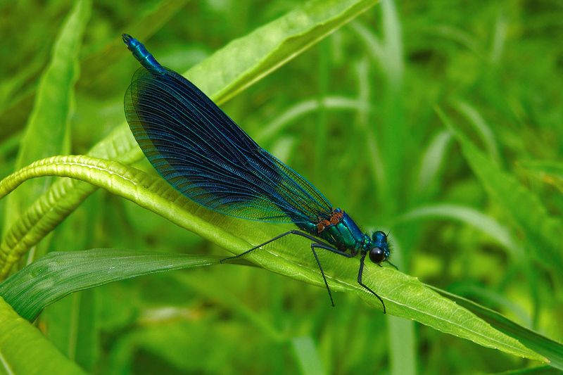 Calopteryx virgo фото превью