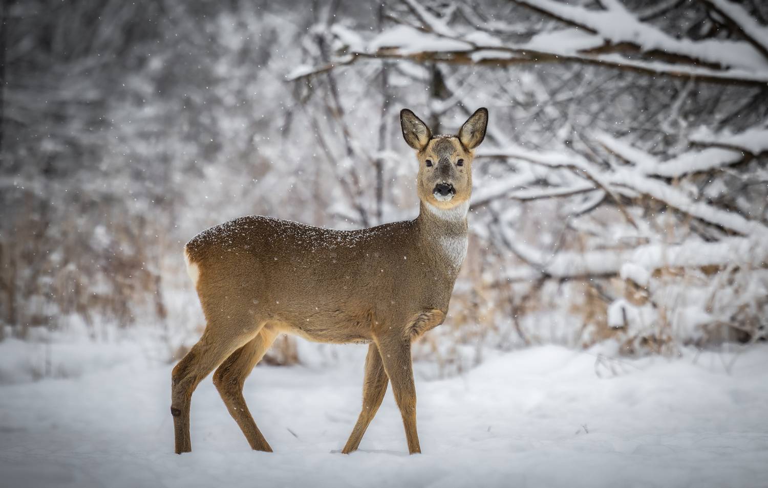 , Веревченко Михаил