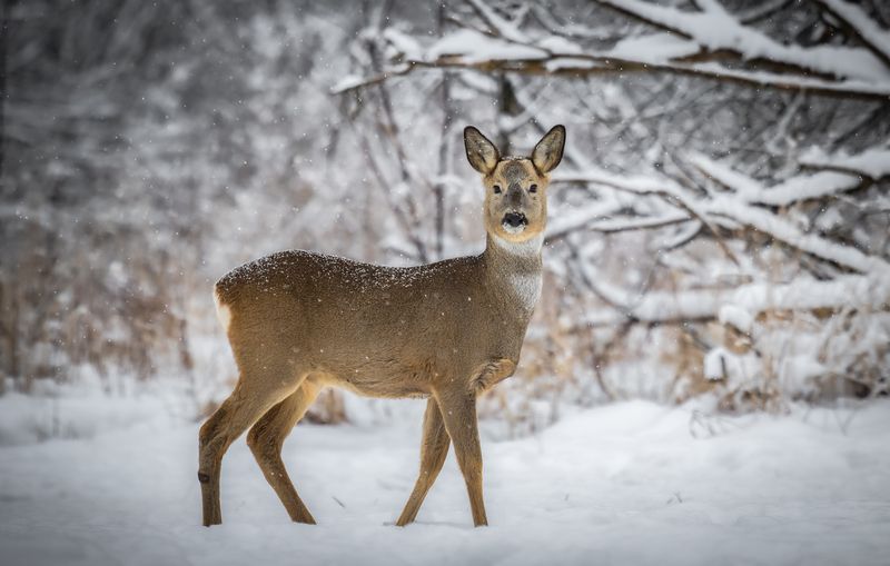 Европейская косуля.  фото превью