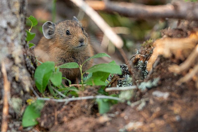 *** фото превью