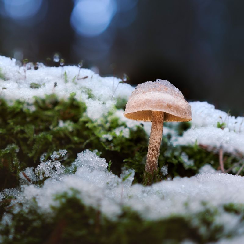 Грибок под снегом фото превью