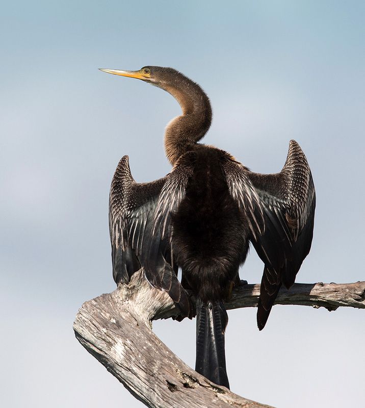 американская змеешейка, anhinga, birds,птицы,змеешейка Anhinga - Американская Змеешейка фото превью