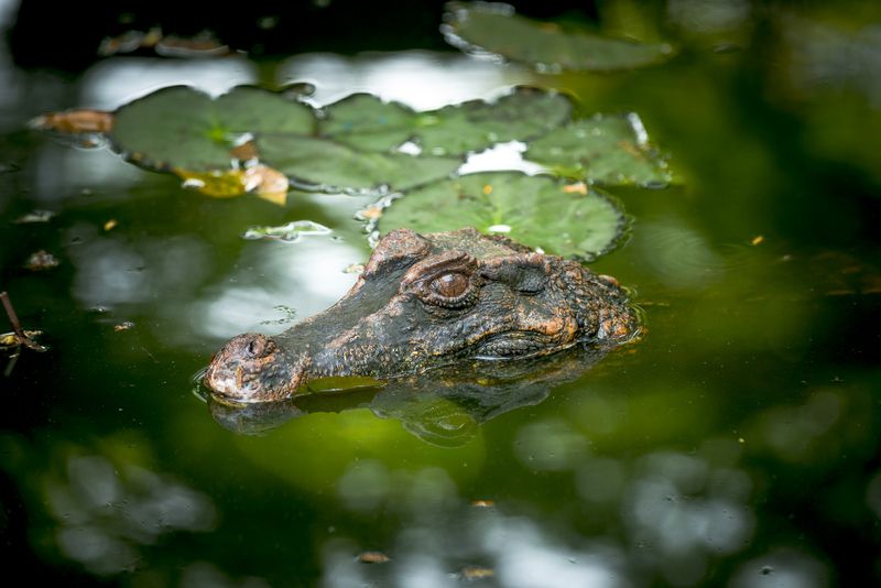 Французская Гвиана фото превью