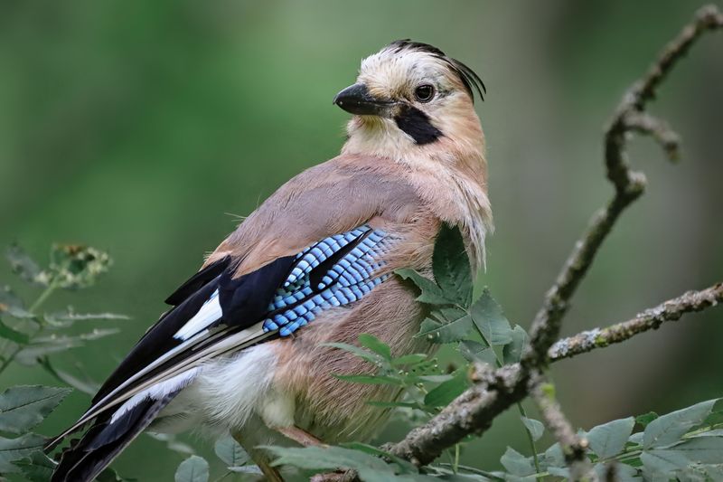 сойка, птица, природа Сойка фото превью