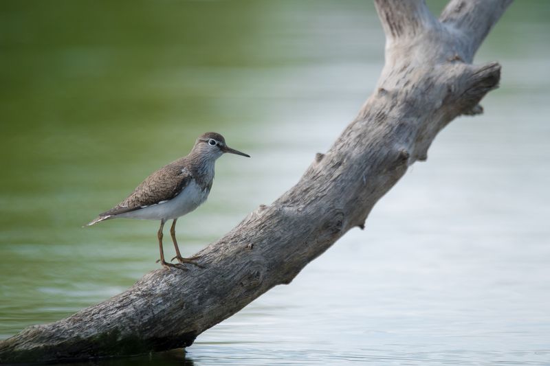 перевозчик, кулик, коряга, река Вам показалось фото превью