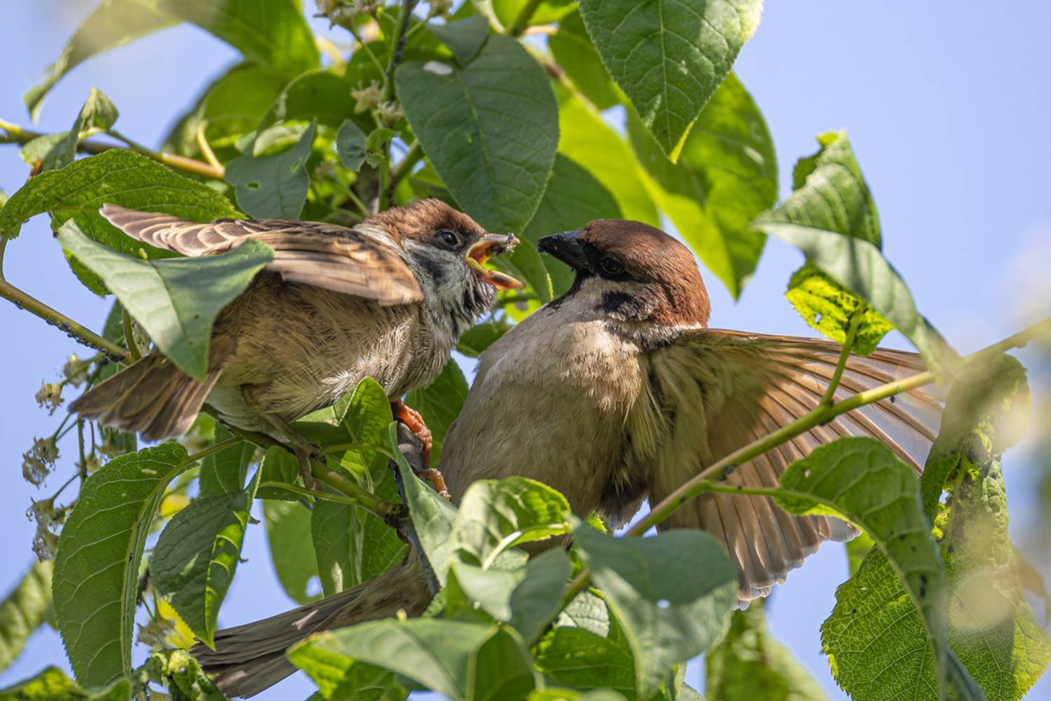 воробей, птенец, слеток, птицы, полевой воробей, Ruslan Pl