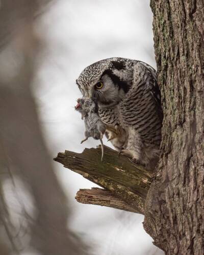 Ястребиная сова