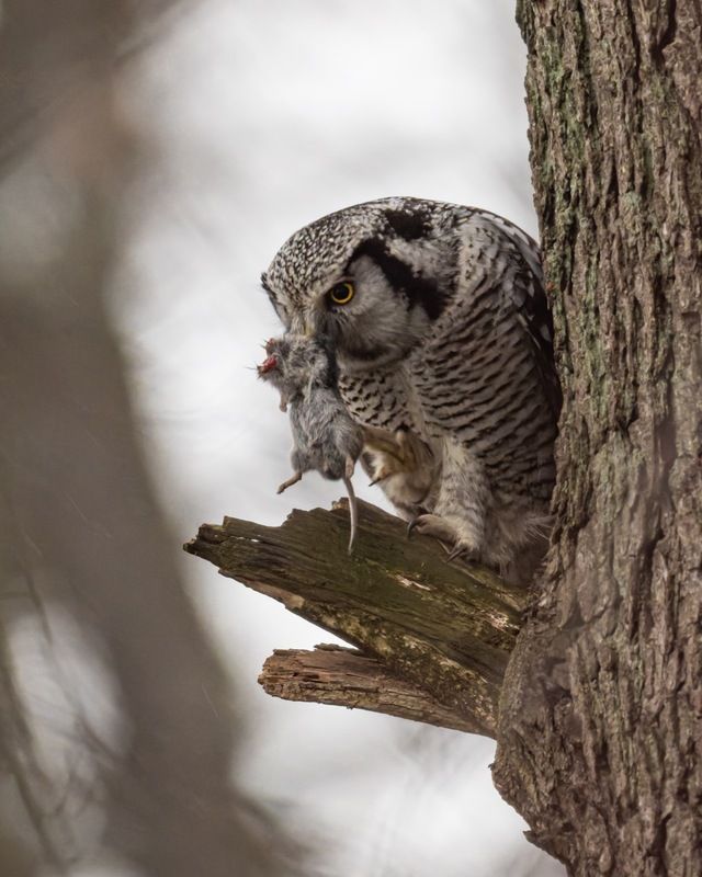 ястребиная сова, сова, птицы Ястребиная сова фото превью
