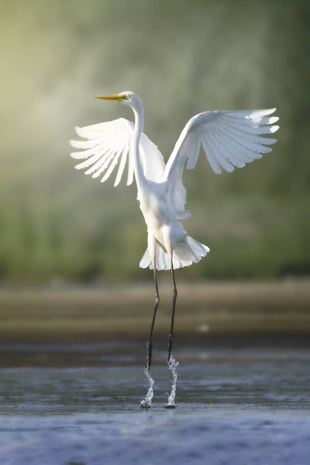 большая белая цапля, great egret, Ardea alba, heron, водоплавающая птица, wildlife, birdwatching, nature, bird photography, Полина Шальнева