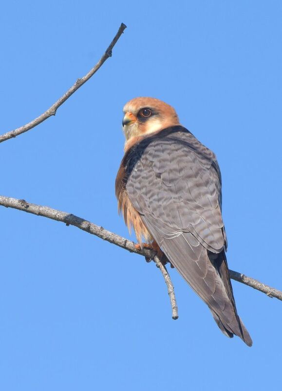 Охотник фото превью