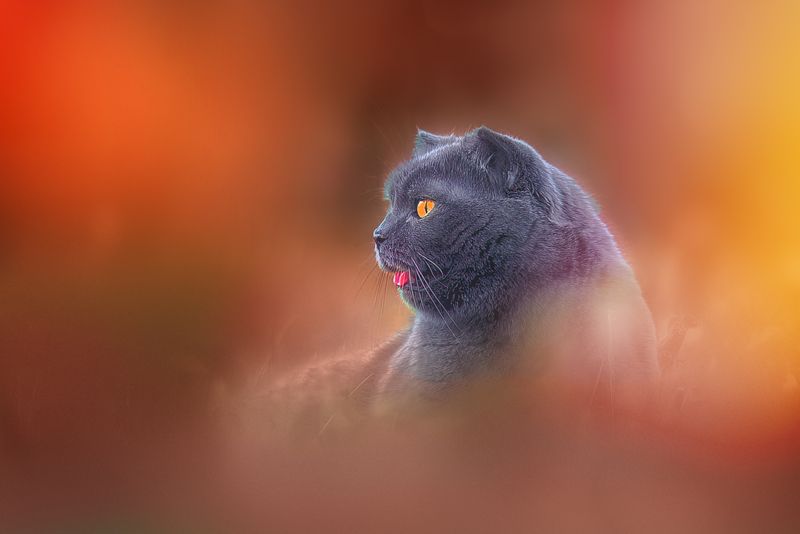 *** фото превью