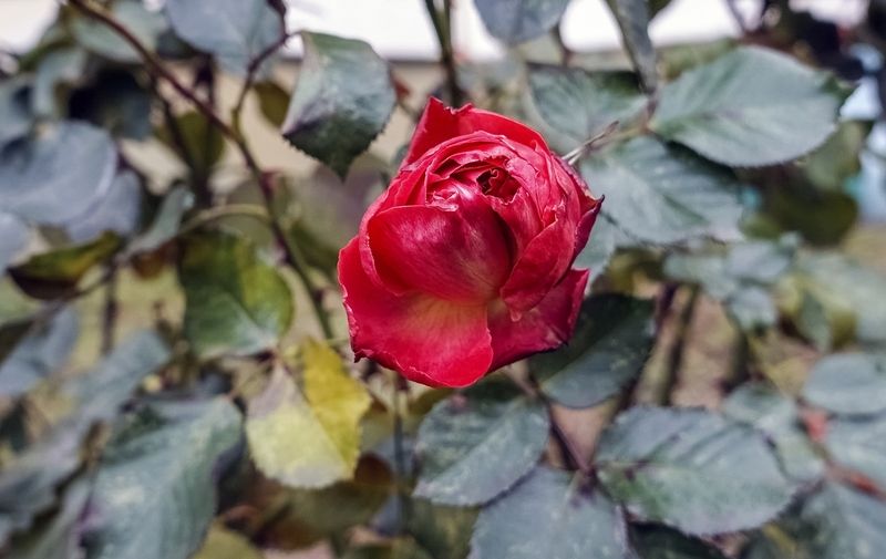 Ноябрьская фото превью