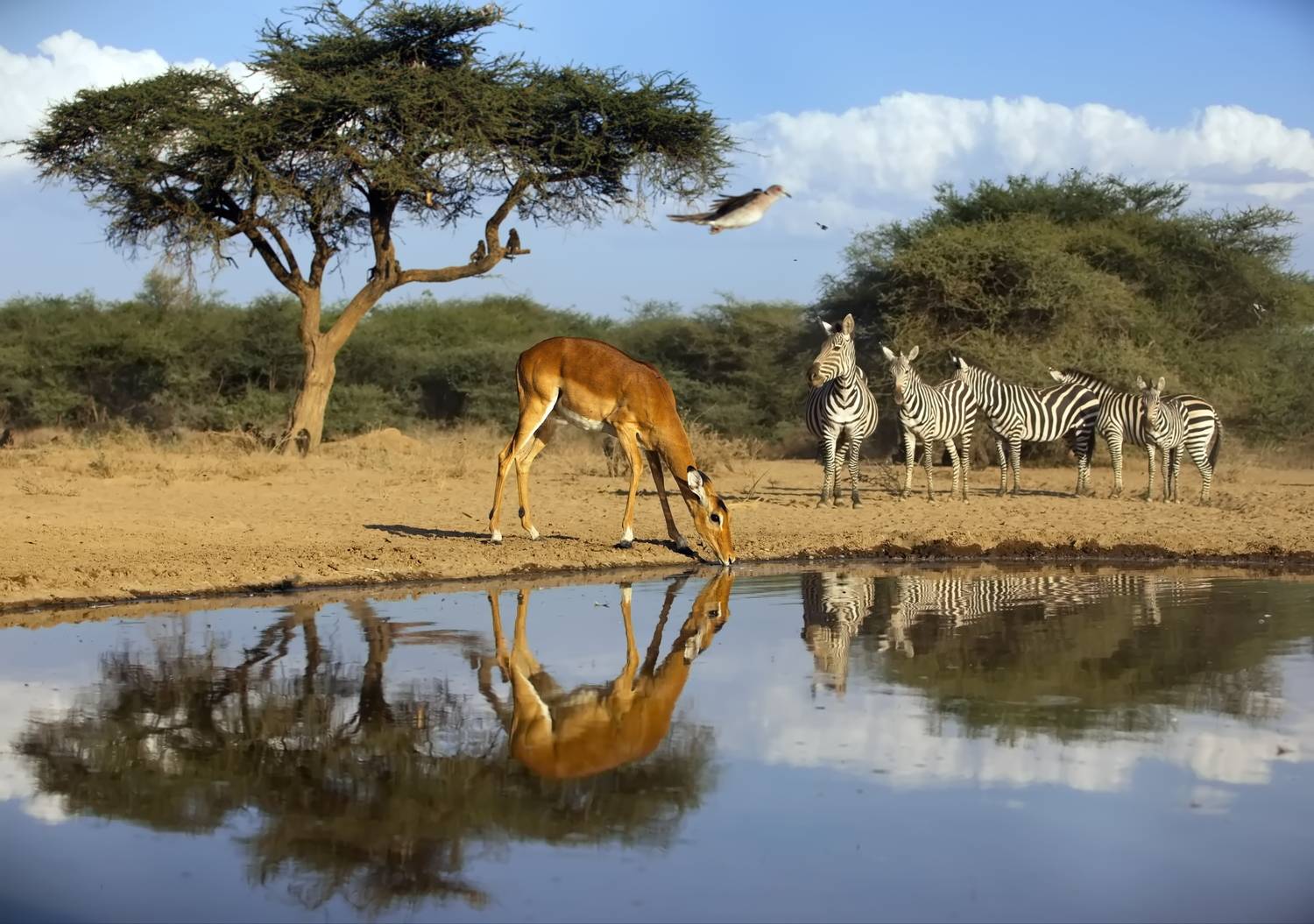 , Александр Перов