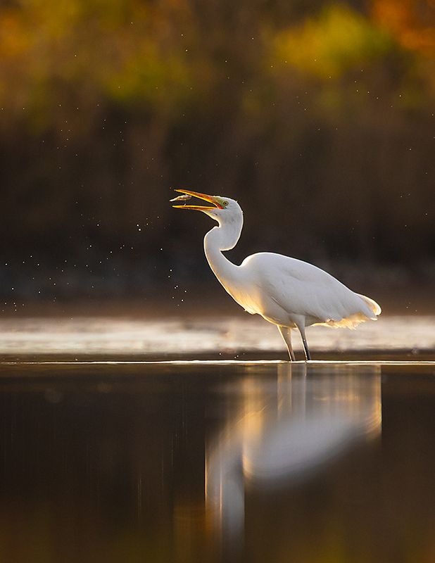 Heron фото превью